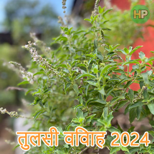 तुलसी विवाह 2024 ( Tulsi Vivah 2024)……Date Auspicious time , Rituals and Mythology